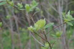 Sassafras albidum
