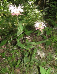Monarda bradburiana