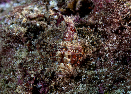 Scorpaenopsis venosa observed 2024-04-16