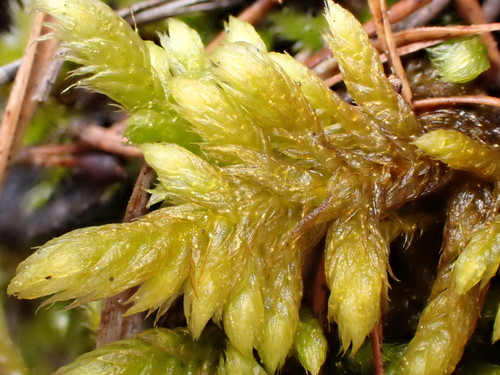 Hasenpfötchen (Rhytidium rugosum) · iNaturalist