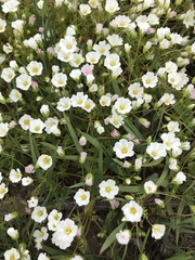 Limnanthes