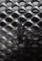 Elasmolomus squalidus