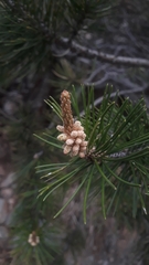 Pinus cembroides