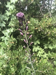 Streptanthus campestris