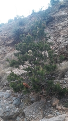 Pinus cembroides