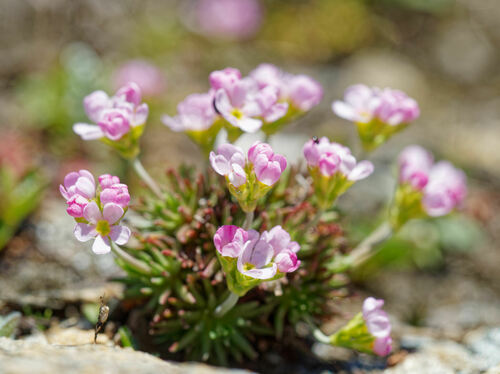 Androsace adfinis (Androsace adfinis)