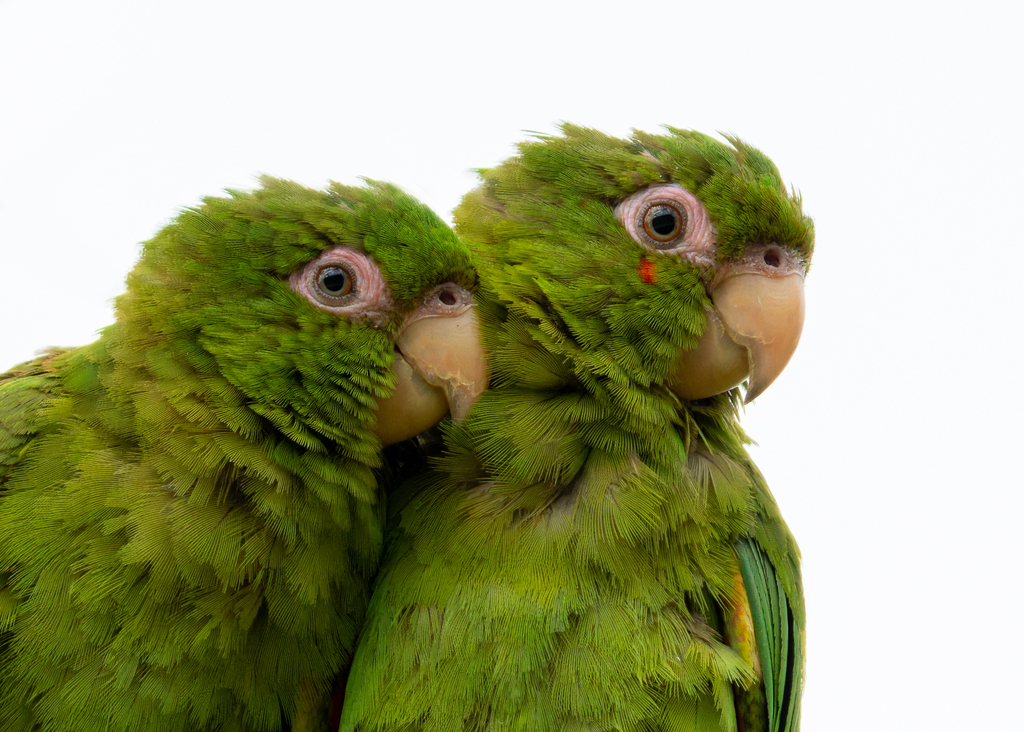Cuban Parakeet photo