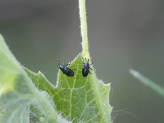 Cucubaris villae