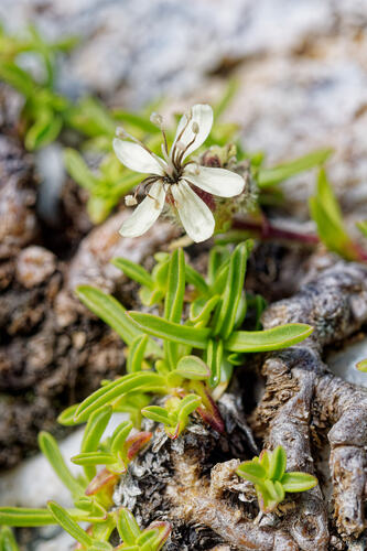 Saponaria lutea, photograph 6