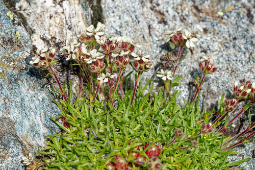 Saponaria lutea, photograph 2