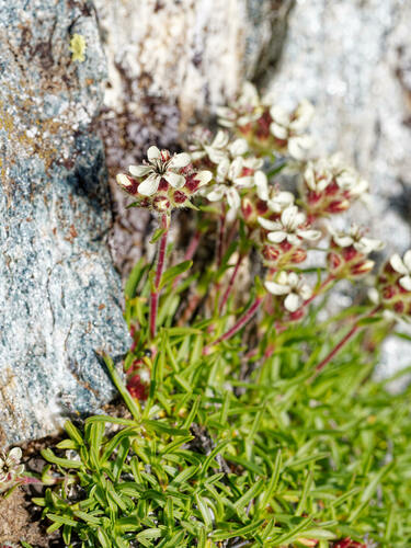 Saponaria lutea, photograph 3