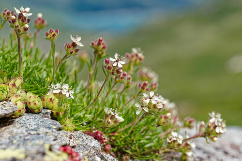 Saponaria lutea, photograph 4