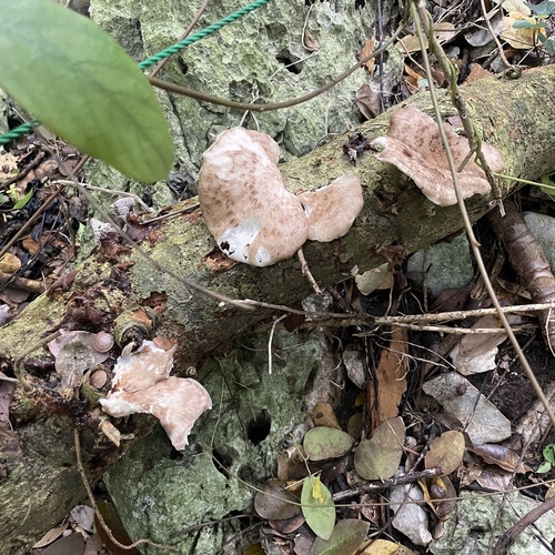 Cerioporus squamosus