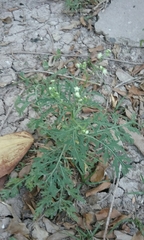 Parthenium hysterophorus