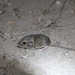 Merriam's Pocket Mouse - Photo (c) cullen, some rights reserved (CC BY-NC), uploaded by Cullen Hanks