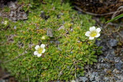 Saxifraga muscoides, photograph (c) Thierry Arbault, some rights reserved (CC BY)