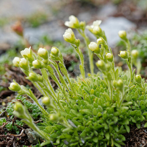 Saxifraga muscoides, photograph 5