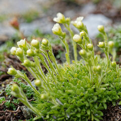 Saxifraga muscoides, photograph (c) Thierry Arbault, some rights reserved (CC BY)