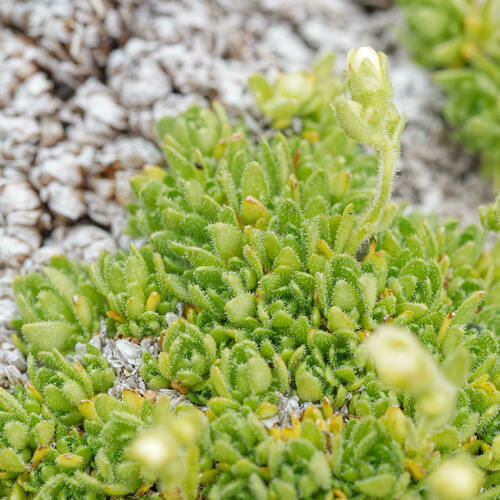 Saxifraga muscoides, photograph 6