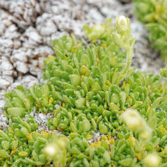 Saxifraga muscoides, photograph (c) Thierry Arbault, some rights reserved (CC BY)
