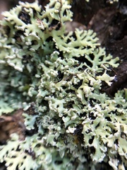 Heterodermia neglecta