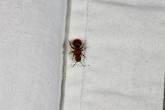 Sphaeropthalma unicolor