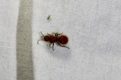 Sphaeropthalma unicolor