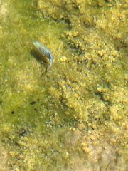 Cyprinodon nevadensis mionectes