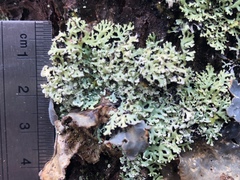 Heterodermia neglecta