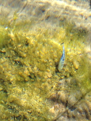 Cyprinodon nevadensis mionectes