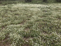 Limnanthes