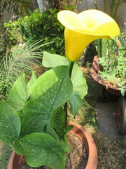 Zantedeschia elliottiana