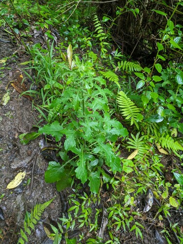 Blumea sinuata, 2024-04-14