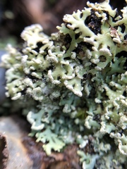 Heterodermia neglecta