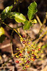 Psychotria carthagenensis