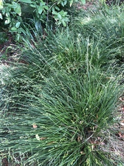 Festuca californica