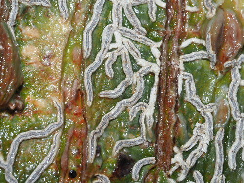 Phaeographis dendroides