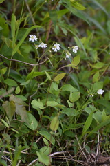 Cerastium velutinum