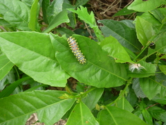 Cyclosia papilionaris