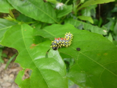 Cyclosia papilionaris