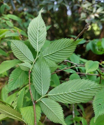 Image of Ulmus uyematsui by (c) Jason, some rights reserved (CC BY)