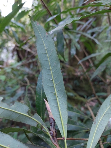 Image of Litsea acuminata by (c) Jason, some rights reserved (CC BY)
