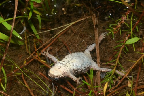 Udzungwa Toad, Mertensophryne uzunguensis