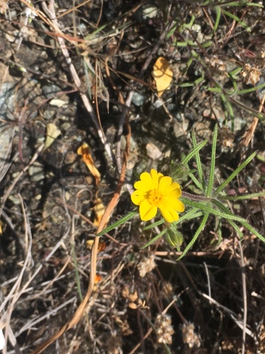 tarweed (Harmonia guggolziorum)