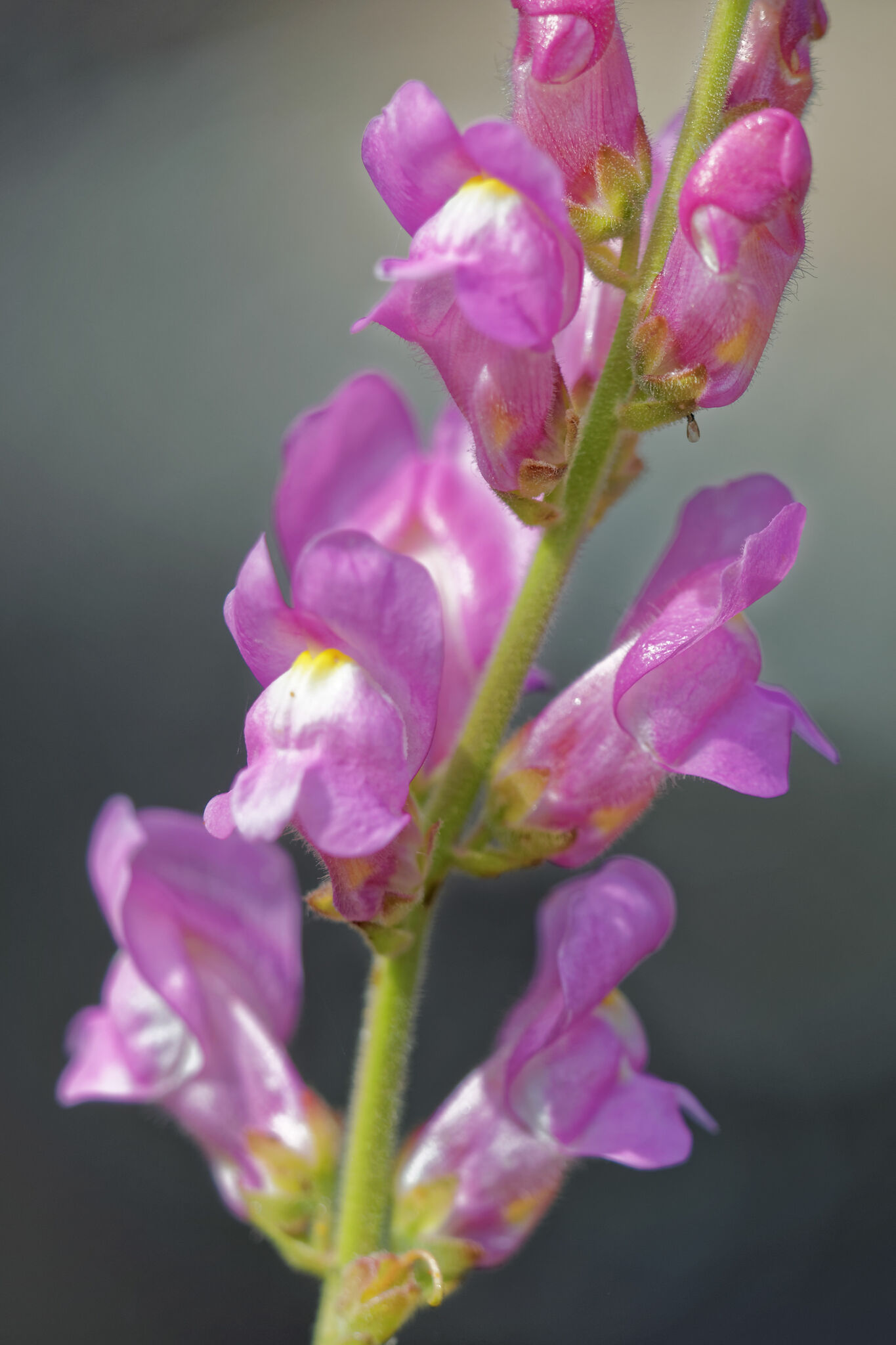 Antirrhinum Australe (Antirrhinum australe)