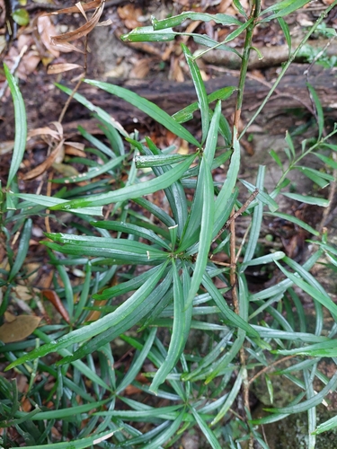 Thitmin (Podocarpus fasciculus)