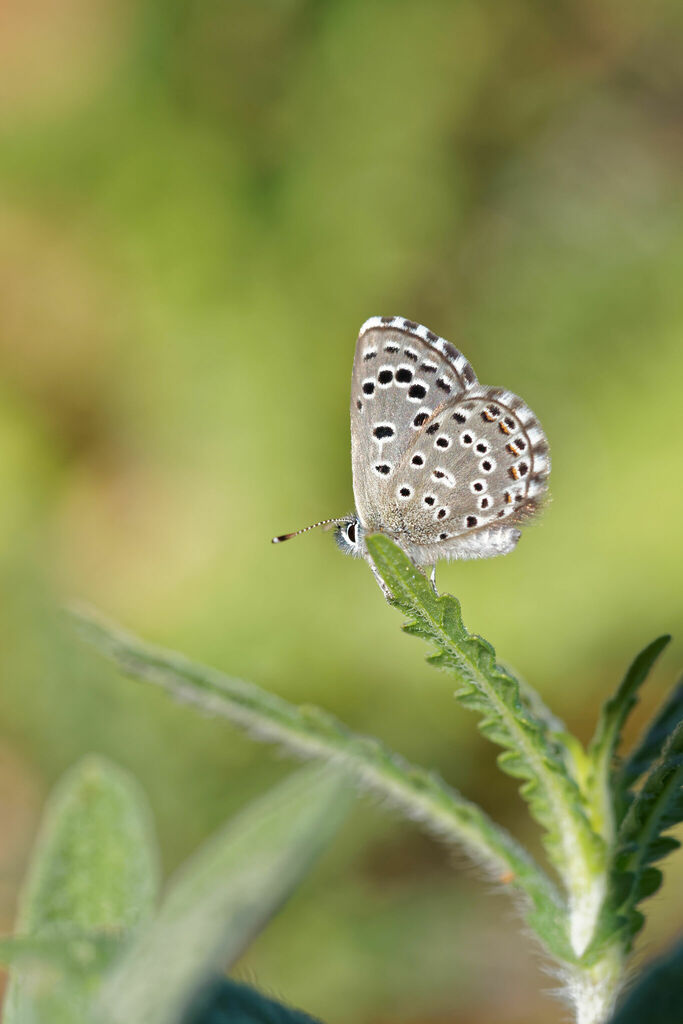 False Baton Blue