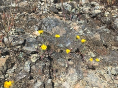 Harmonia guggolziorum