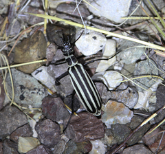 Epicauta atrivittata