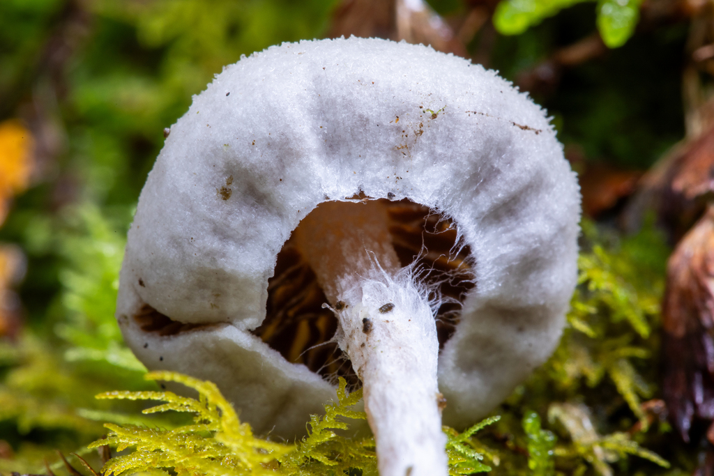Tympanella